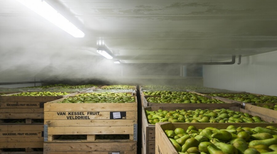 cold storage for vegetable and fruits